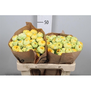 R Tr Golden Trendsetter