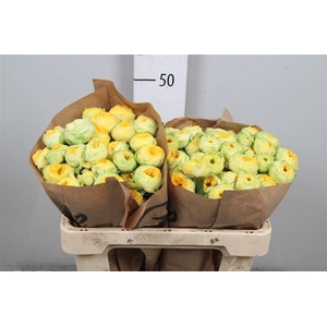 R Tr Golden Trendsetter