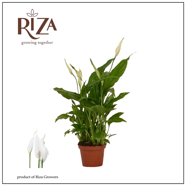 <h4>Spathiphyllum 6,5 cm Chopin</h4>