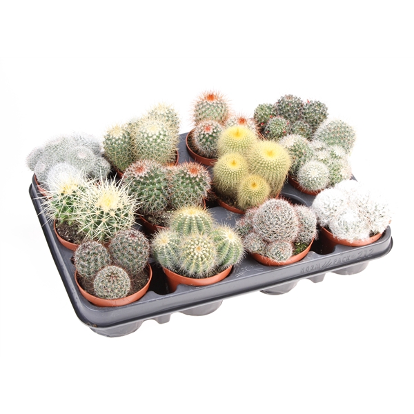<h4>Cactus bol mix</h4>