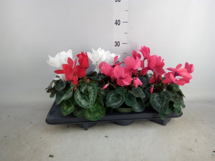 <h4>Cyclamen GR 'Mammoth'</h4>