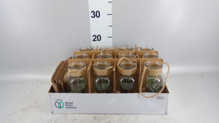 <h4>Arr. Kamerplant Groen L%</h4>