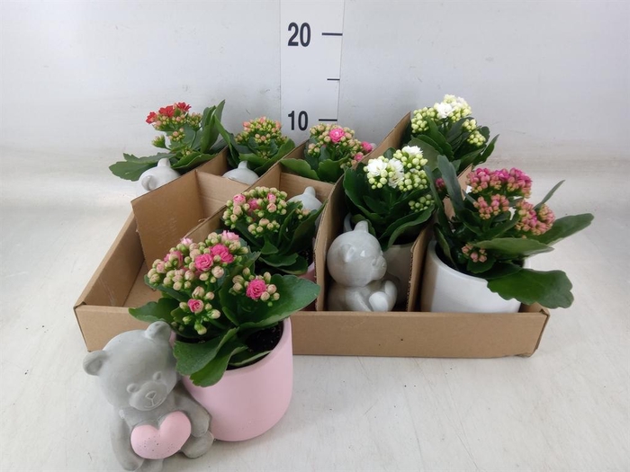 <h4>Arr.    Planten  L%</h4>