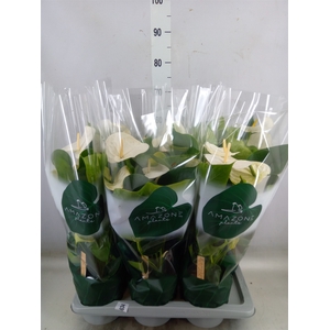 Anthurium andr. 'Samora'