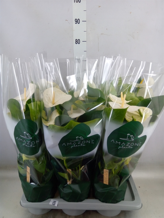 <h4>Anthurium andr. 'Samora'</h4>