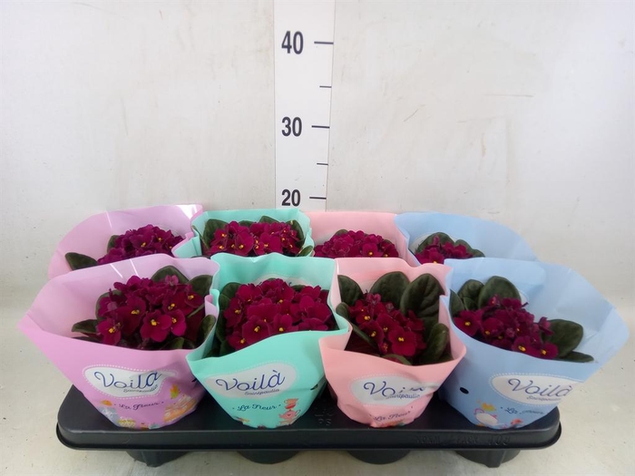 <h4>Saintpaulia   ...</h4>