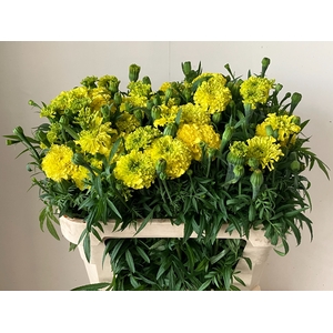 TAG E PROMISE YELLOW