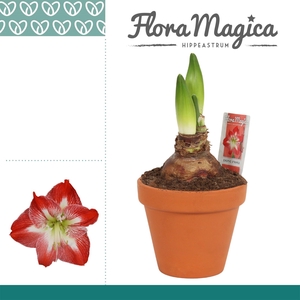 Amaryllis Exotic Striped 2 Knop Terracotta Steen OP