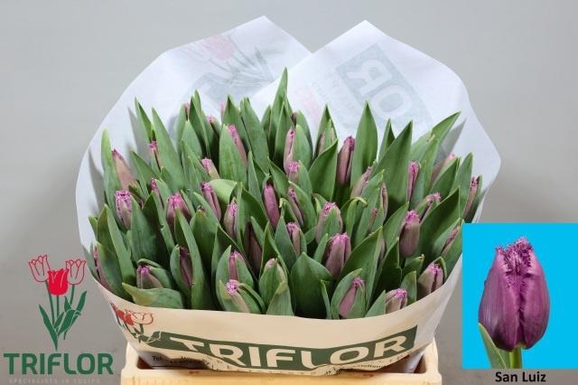 <h4>TU FR SAN LUIZ</h4>