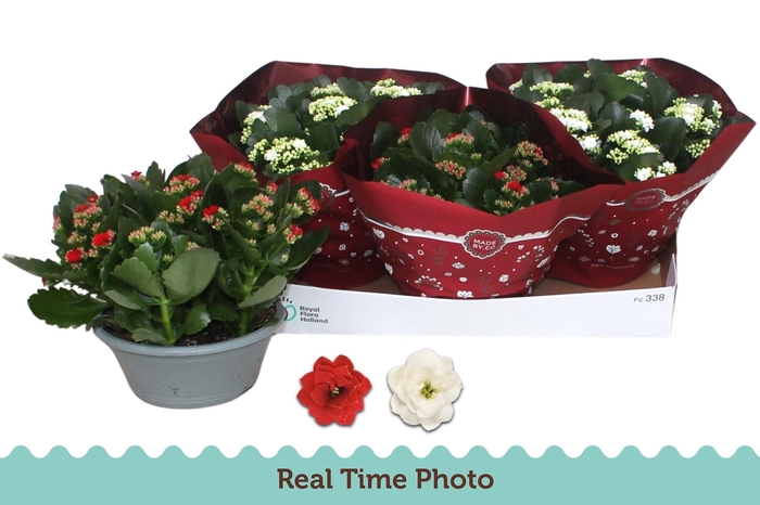 <h4>KAL GE GEM 2 KL</h4>