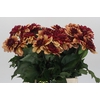 Dahlia Creme de Cognac