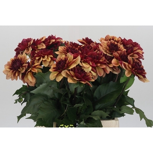Dahlia Creme de Cognac
