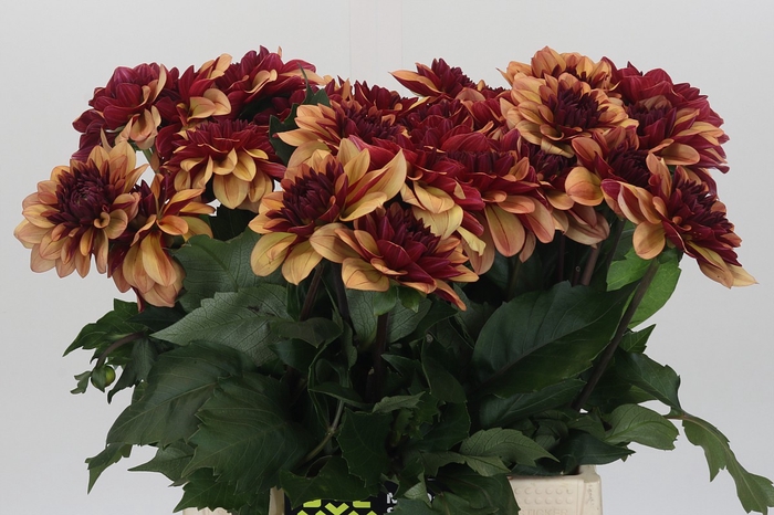 Dahlia Creme de Cognac