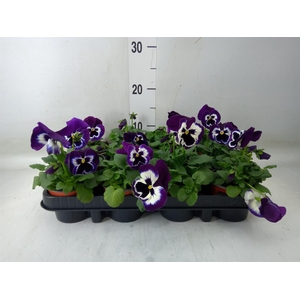 Viola wr. 'Cool Wave Purple'