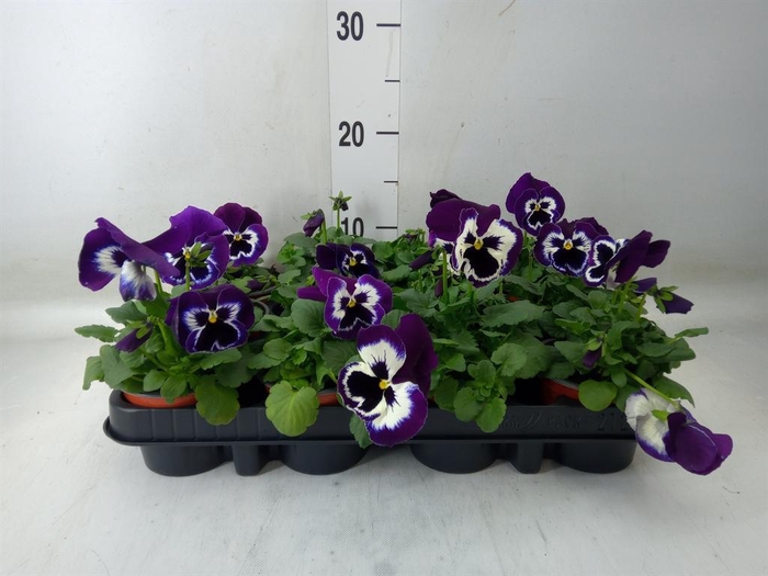<h4>Viola wr. 'Cool Wave Purple'</h4>