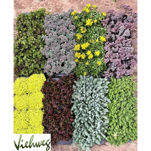 SEDUM GEM