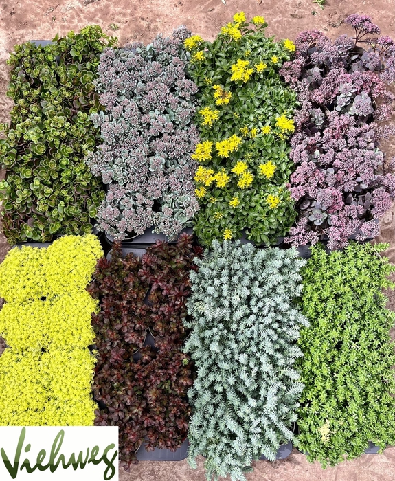 <h4>SEDUM GEM</h4>