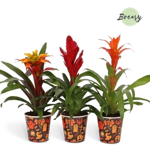 Bromelia variés