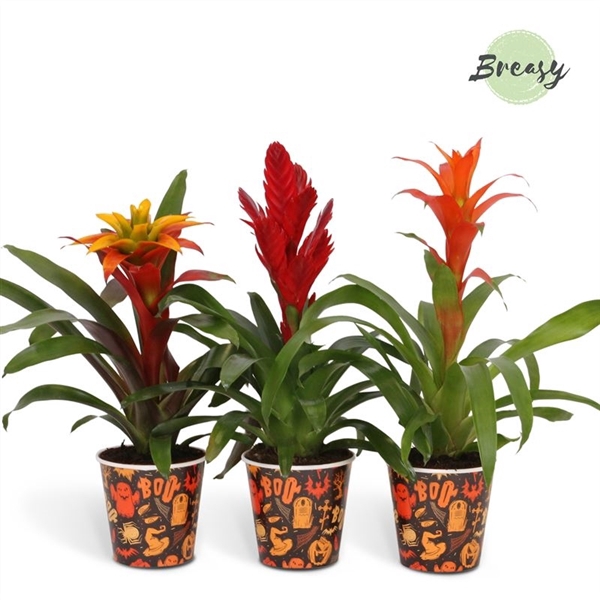 <h4>Bromelia variés</h4>