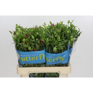 Ranunculus Butterfly Lycia