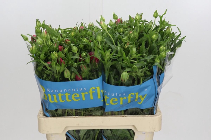 Ranunculus Butterfly Lycia