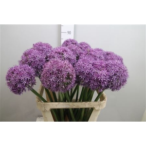 Allium Globemaster