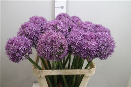 <h4>Allium Globemaster</h4>
