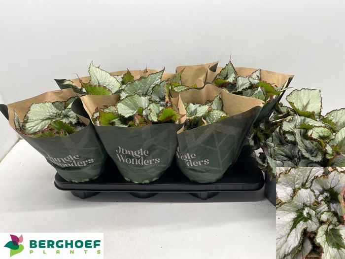 <h4>BEG REX ESCARGOT</h4>