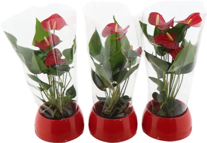 <h4>Anthu An Red Keramiek Bolpot Lisa</h4>