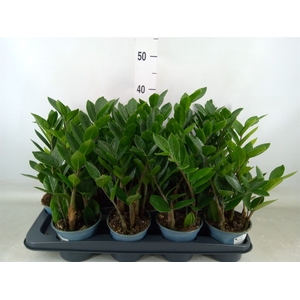 Zamioculcas zamiifolia