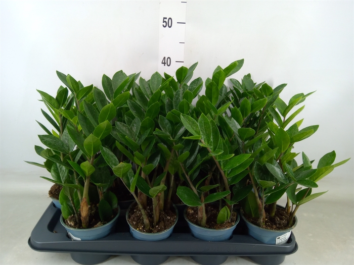 <h4>Zamioculcas zamiifolia</h4>