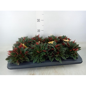 Peperomia caperata 'Rosso'