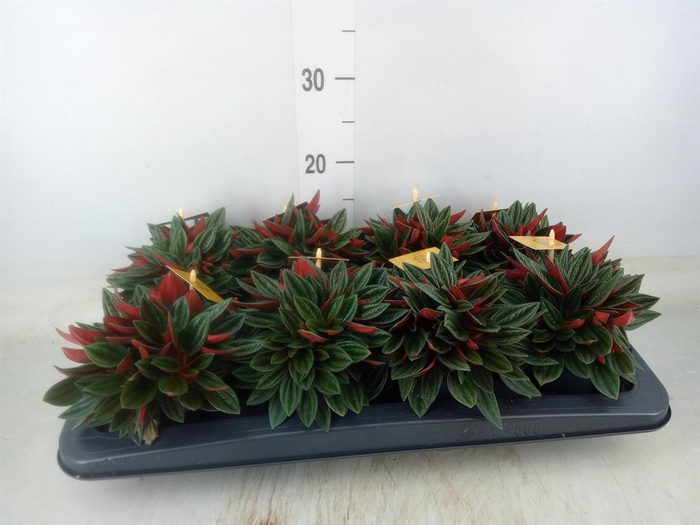 <h4>Peperomia caperata 'Rosso'</h4>