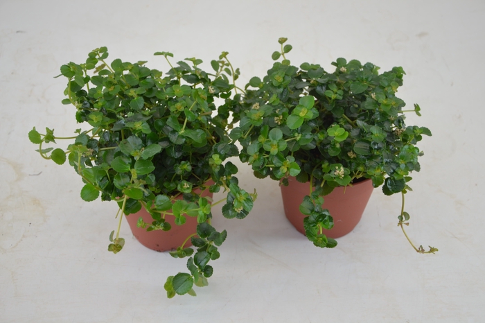 <h4>PILEA DE SAO PAULO</h4>