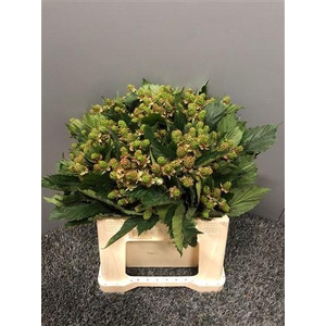 Rubus Merton Thornless Cm 45