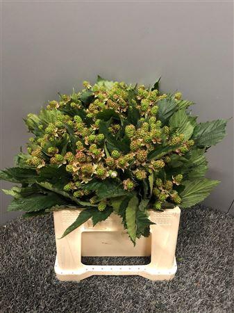 <h4>Rubus Merton Thornless Cm 45</h4>