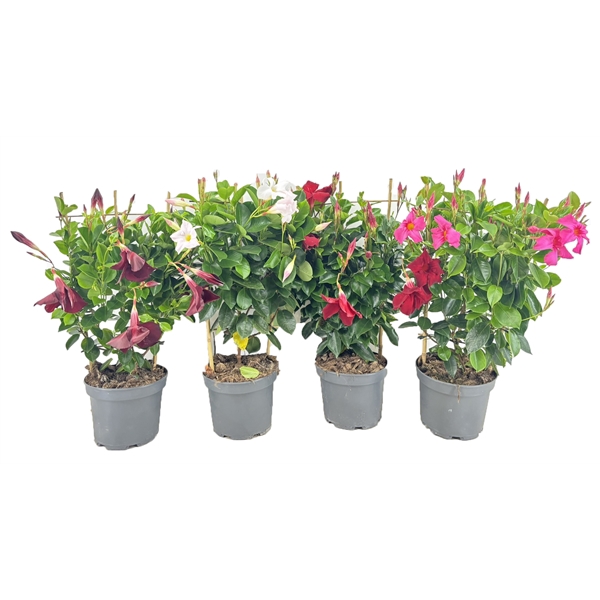 <h4>Dipladenia rio</h4>