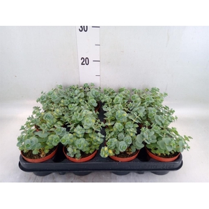Sedum sieboldii 'Mediovariegatum'