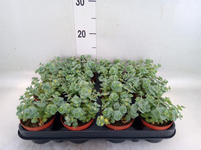 <h4>Sedum sieboldii 'Mediovariegatum'</h4>