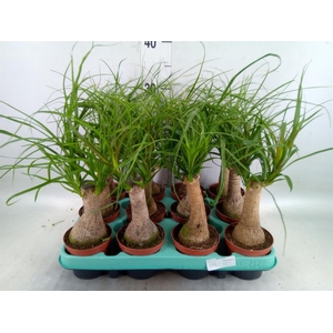 Beaucarnea recurvata