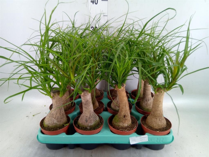 <h4>Beaucarnea recurvata</h4>