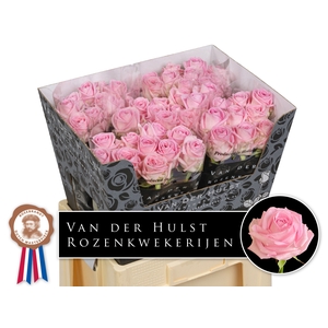 R Gr Zaina Hulst