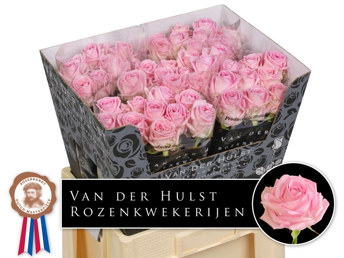 <h4>R Gr Zaina Hulst</h4>