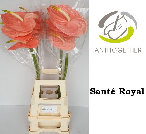 Anthurium Sante Royal