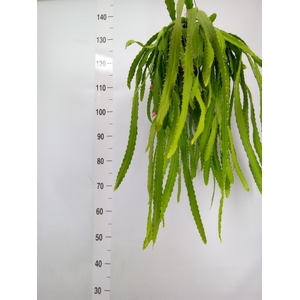 Rhipsalis   ...