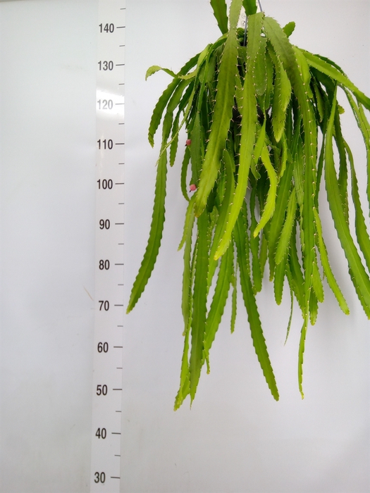 <h4>Rhipsalis   ...</h4>