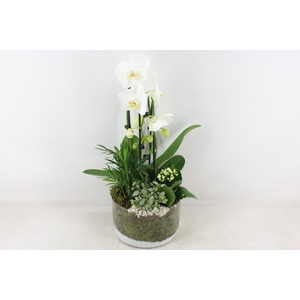 arr2 PL - Glas cilinder phal. wit