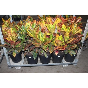 CROTON HIBRIDO PETRA P24