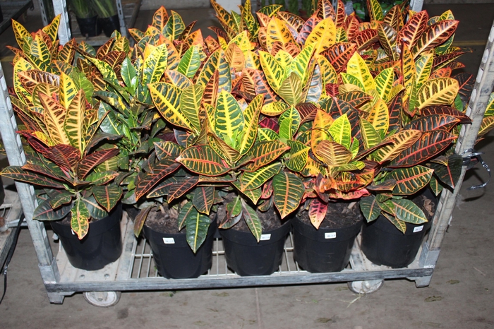 <h4>CROTON HIBRIDO PETRA P24</h4>