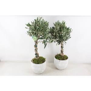 arr3 SN - Ker. stone look olijf